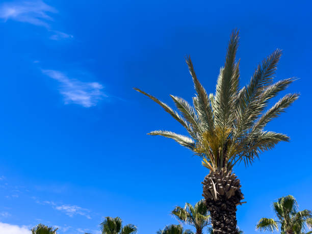 Palm tree over blue sky background concept. Beautiful palm tree leaves with blue sky. Palm leaves in the wind