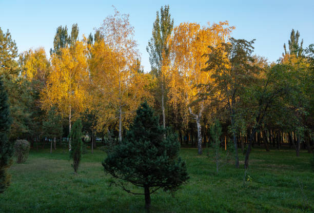 There are three yellow birches in the autumn park, they are illuminated by low sunset rays and stand out strongly among the other trees.