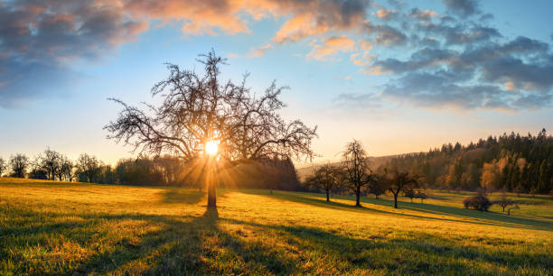 green spring field at sunset, fence in the field,summer landscape on a background beautiful sunset