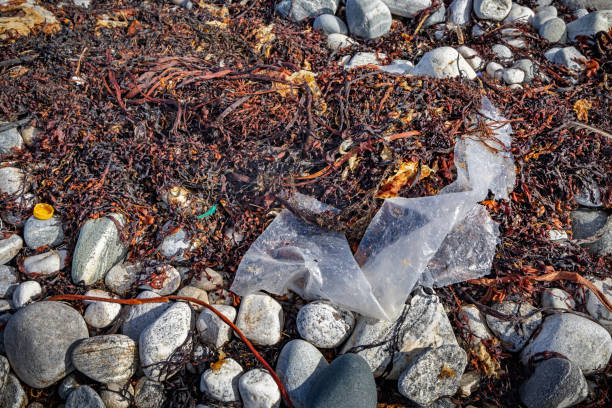 istock Plastic and kelp on an arctic beach 2176891573