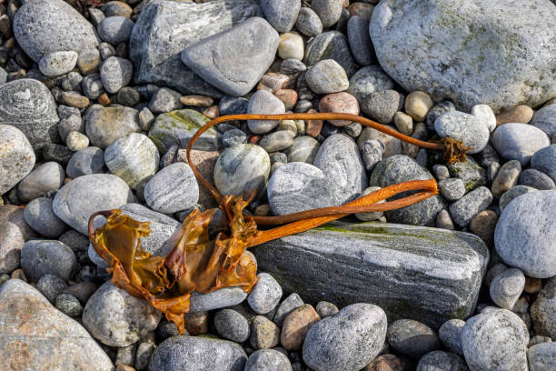 Kelp and stones on an arctic beach in the center of the Greenlandic capital Nuuk