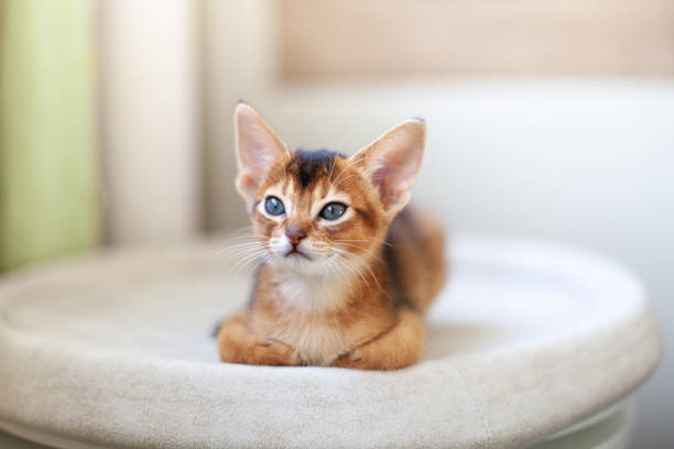 istock Abyssinian ruddy cat lying on soft beige bed. 2176892216