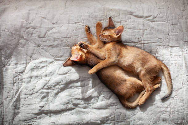 Two red kittens sleeping on grey linen blanket. Two month old abyssinian ruddy kittens.