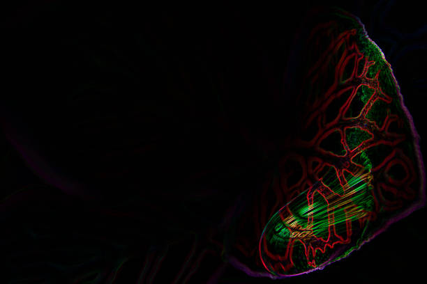 Illustration of plant leaf with water drop in iridescent colors, rainbow leaves. Abstract artwork with dark background.