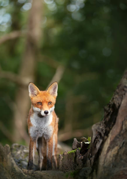 istock Portrait of a cute red fox standing on a tree in a forest 2176895598