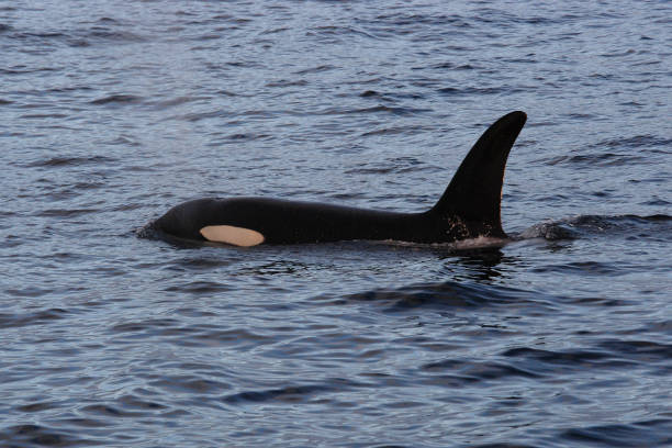 istock orca or killer whale, Orcinus orca, encountered off Skjervoy, Norway 2176896894