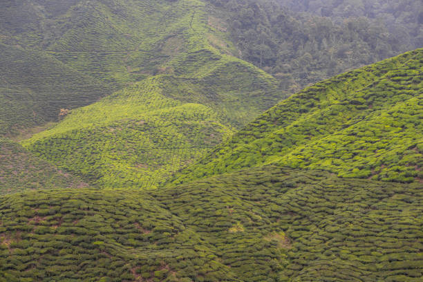 Cameron Highlands Valley in Malaysia