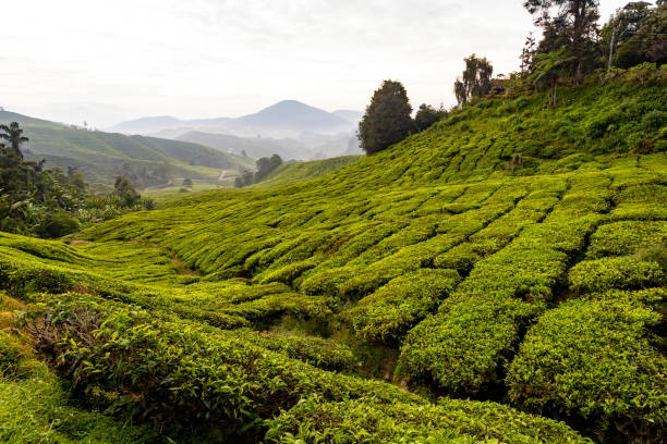 istock Cameron Highlands Valley in Malaysia 2176897692