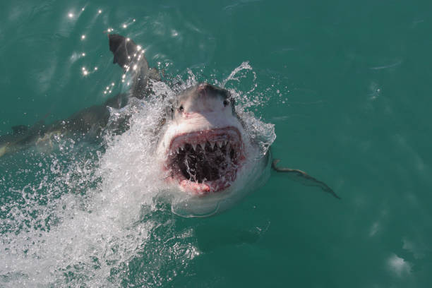 istock great white shark, Carcharodon carcharias, Gansbaai, South Africa 2176897745