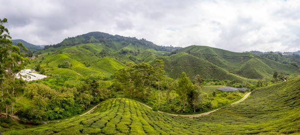 istock Cameron Highlands Valley in Malaysia 2176897927