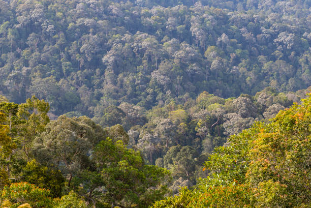 istock Nature in Penang Hill, Malaysia 2176898043