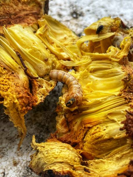 istock rotten flesh of the Artocarpus integer inner fruit. 2176898415