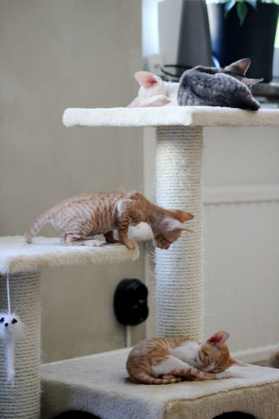 istock One Cornish Rex kitten is awake and thinking of waking up all of its sleeping siblings 2176899325