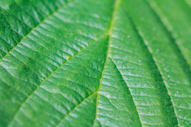 A close-up of a green leaf with fine veins that reflects light, highlighting its texture and the natural beauty of nature.