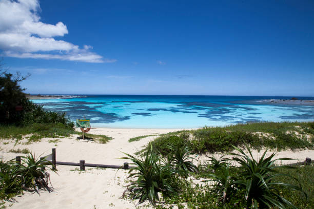 istock Amami island nature 2176907900