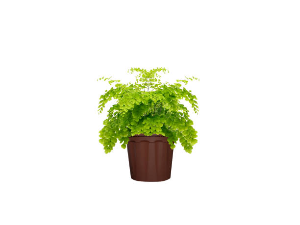 istock Adiantum caudatum or tailed maidenhair plant 2176910562
