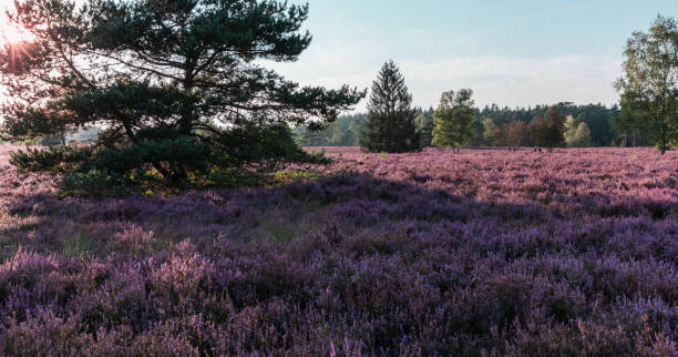 istock Natural attractions in Germany heather blossom 2176912184