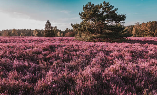 istock Natural attractions in Germany heather blossom 2176912191