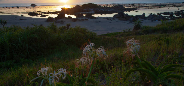 istock Amami island nature 2176912973