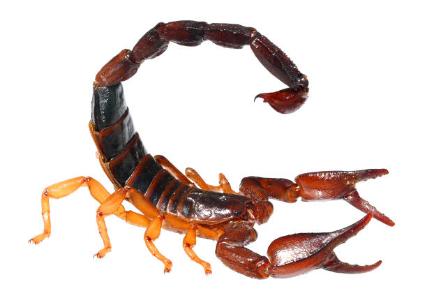 Common Black Scorpion (Nebo hierichonticus) isolated on a white background