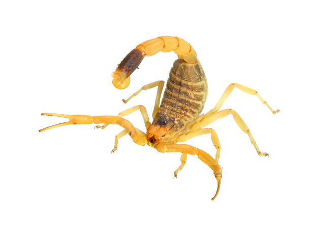 The scorpion lies still on the earthy ground, showing its dark shiny exoskeleton. Its claws and tail are visible in detail, representing strength and defense. A fascinating glimpse into the world of nocturnal creatures and their survival.