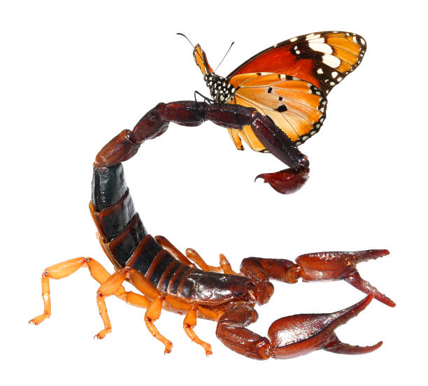 istock Common Black Scorpion, Nebo hierichonticus and butterfly, Danaus chrysippus (Plain tiger or African monarch) sitting on it. Isolated on a white background 2176915596