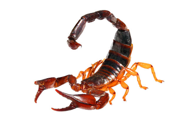 istock Common Black Scorpion (Nebo hierichonticus) isolated on a white background 2176915605