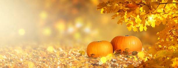 Thanksgiving day card with pumpkins on pumpkin patch, fall autumnal maple tree leaves on blurred background with bokeh and empty place for your text, autumn festive wide panoramic banner.