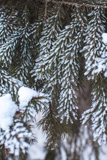 istock spruce branches with needles covered with frost 2176916674