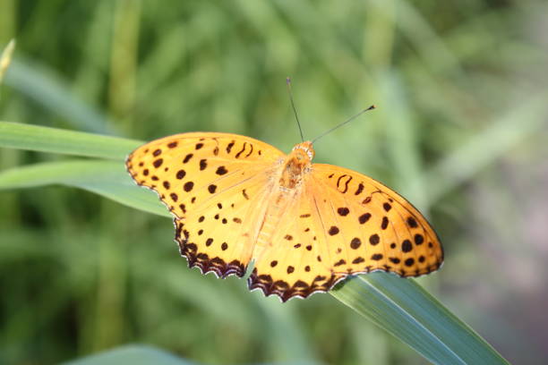 Spreading its bright orange wings, the black-bellied fritillary (Argyreus hyperbius) flies from flower to flower.