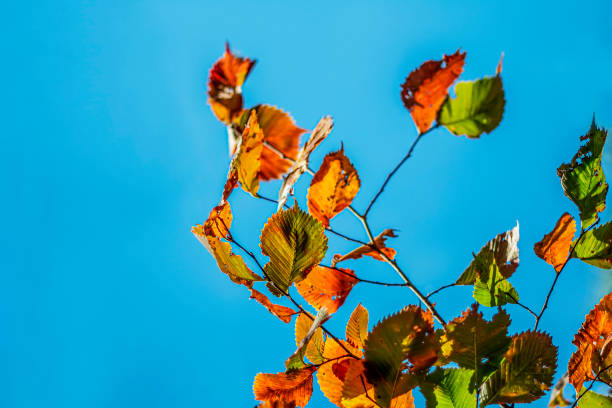 The color of autumn leaves against the blue sky.