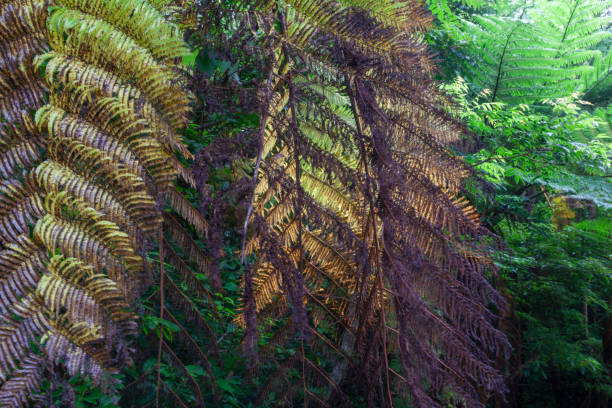 istock Amami island nature 2176917445