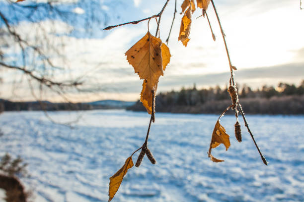 Vibrant golden leaves still cling to the branches as the chill of autumn settles in of the season.