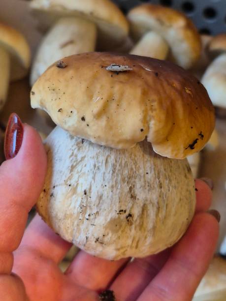 istock Mushrooms autumn boletus edulis 2176922187