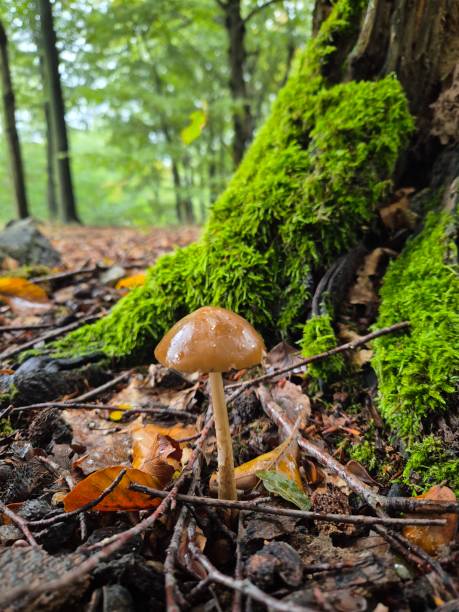 istock Mushrooms autumn boletus edulis 2176922211