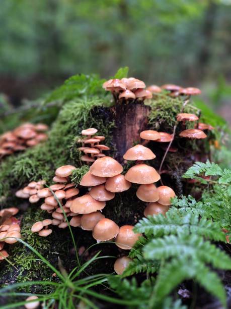 istock Mushrooms autumn boletus edulis 2176922261