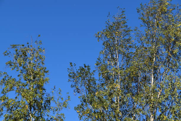 These are birches in nature in early autumn. The leaves of the trees are not so fresh any more.
