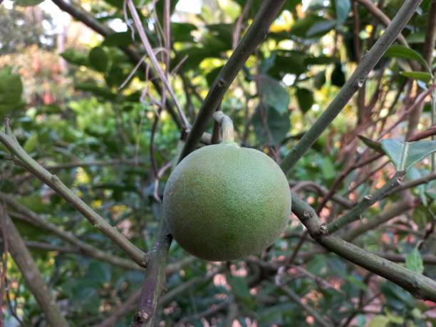 istock Pummelos swaying on the branches of a pummelo tree 2176927913
