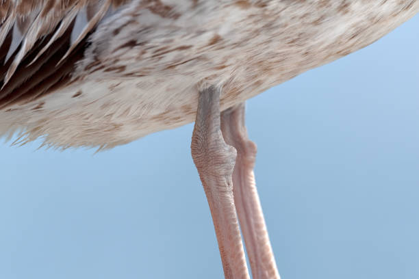 two feet on a gray herring gull in benidorm town in spain