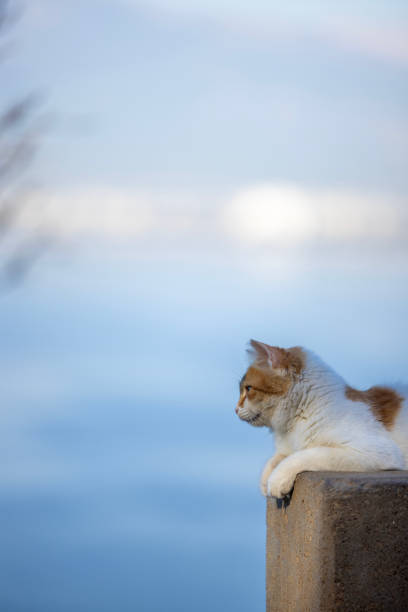 a cat in a place with a sea view