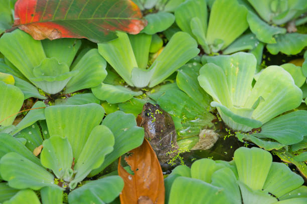 Frog in water macro photography