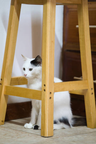 Single male cat sitting under a wooden stool