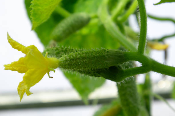 istock Small green cucumber growing on vine in greenhouse 2176933421