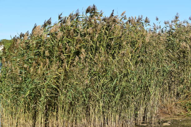 istock Reeds In Early Autumn 2176934145