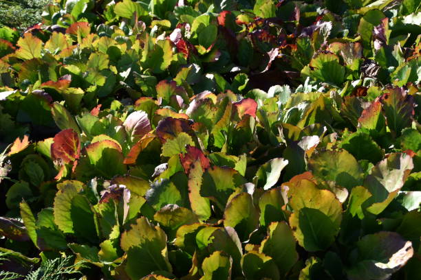 istock Plants In Early Autumn 2176936119