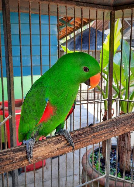 istock Orange beaked green parrot in a cage. 2176938499