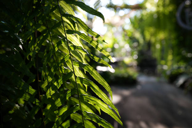 Fern dark green leave wallpaper background with pathway in the garden
