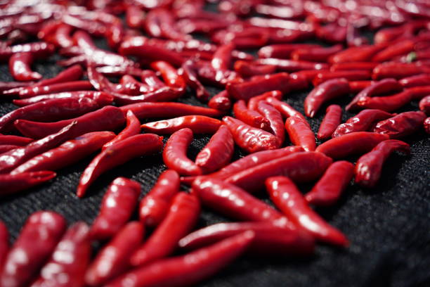 Drying red peppers under the autumn sun
