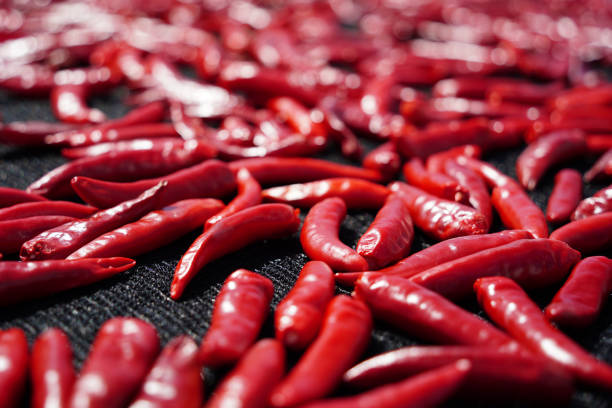 Drying red peppers under the autumn sun