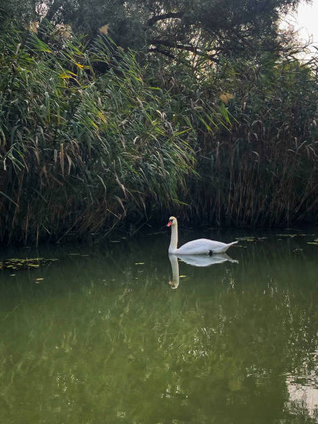 istock A swimming white swan 2176947715